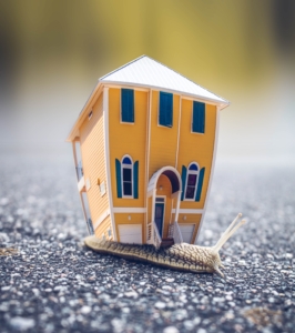 a snail with a house on the back